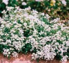 ALYSSUM SNOW CARPET